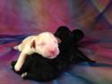 Two Black and White Females, Cream Males sold